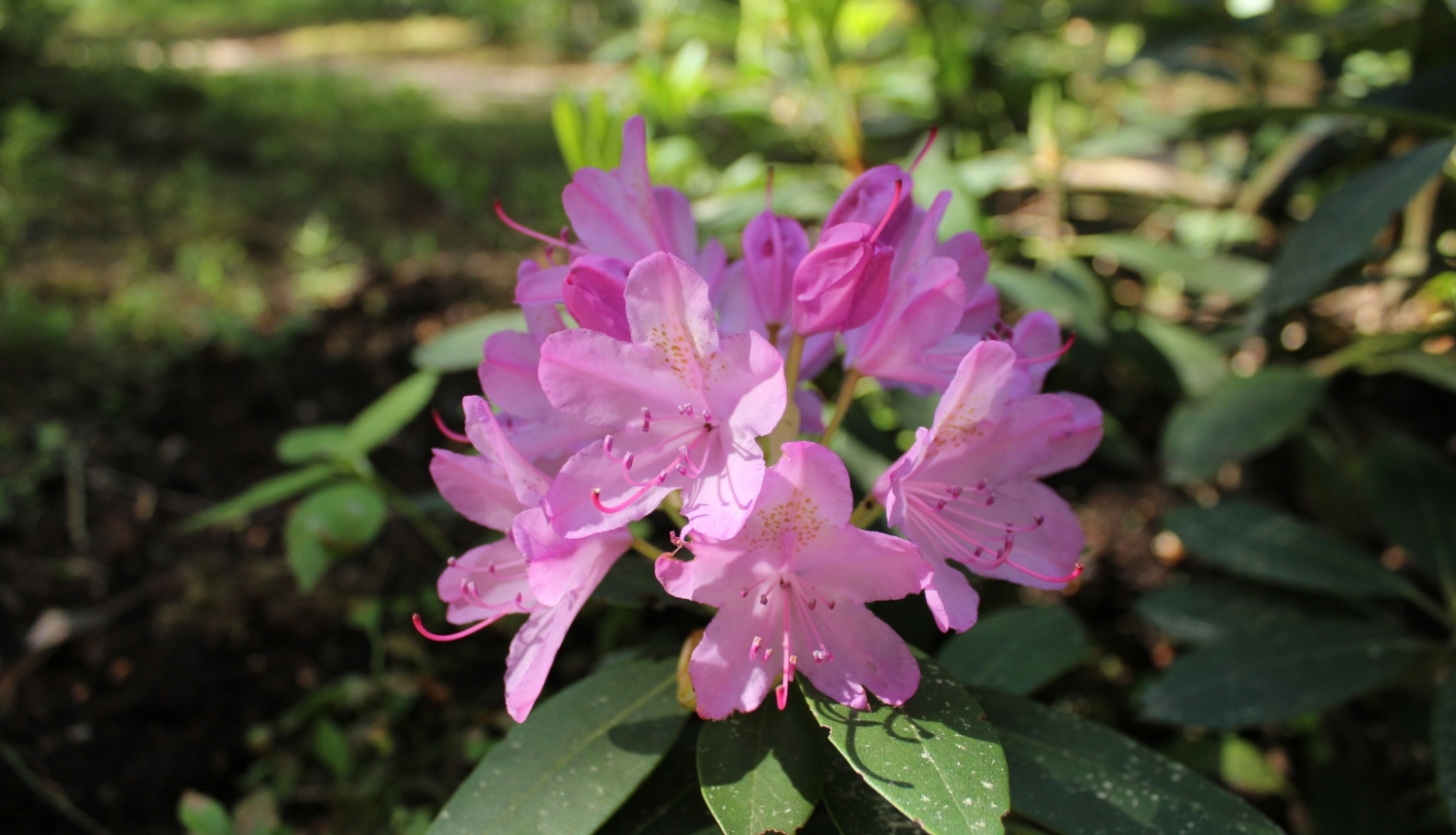 rododendrs