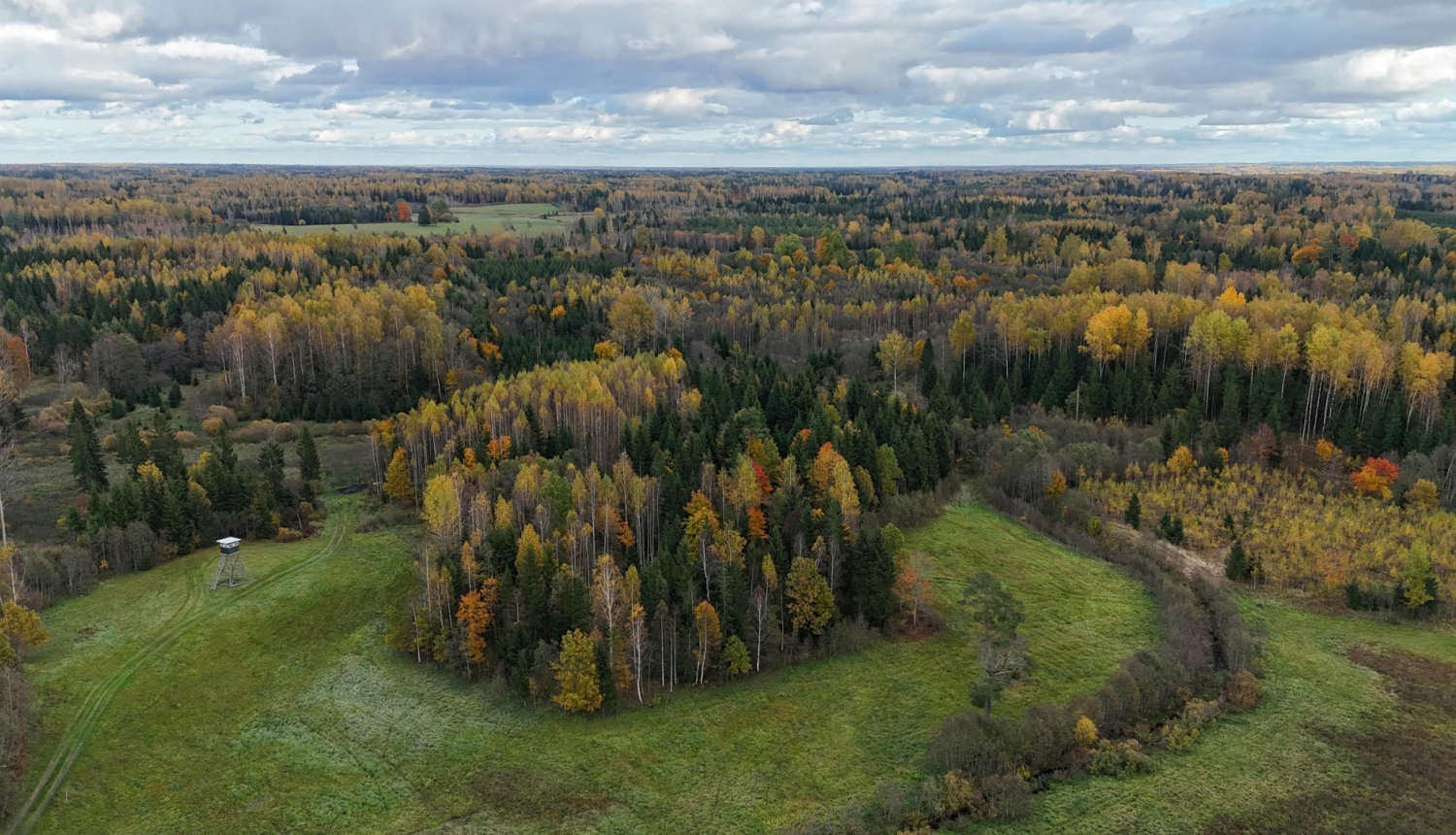 Dabas ainava - koki, debesis, pļava