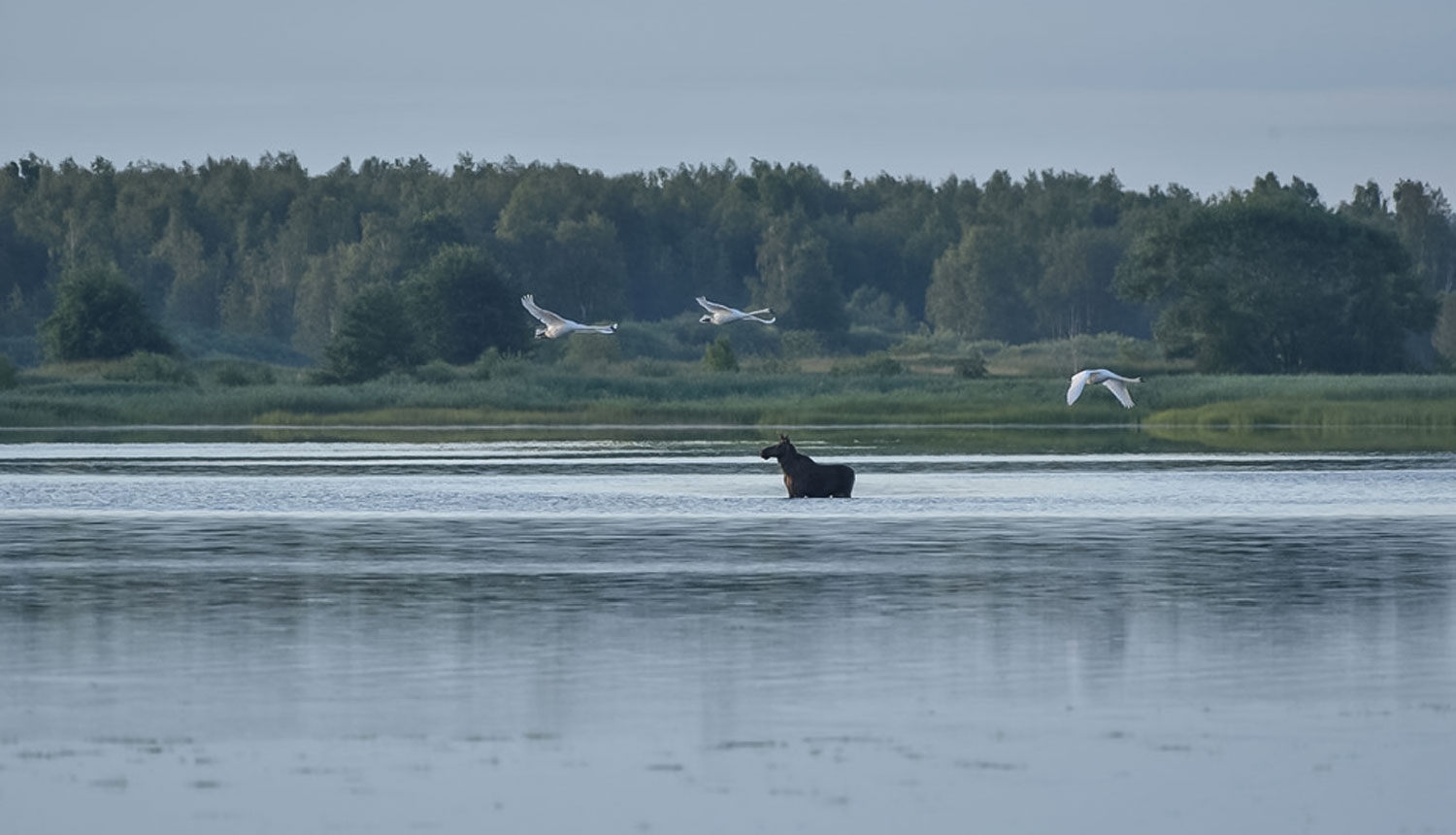 Saullēkts Liepājas ezerā. Foto: A. Daļecka